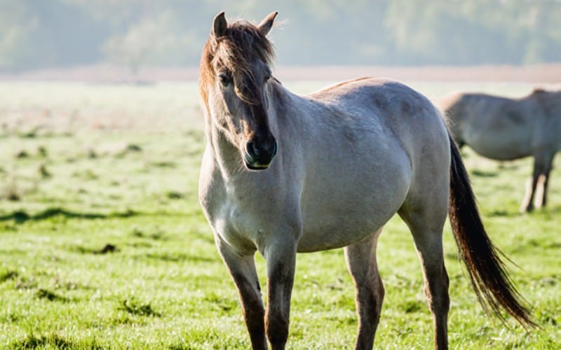 Mit dem e-Bike durch die Masurische Seenplatte 4