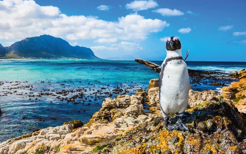 Südafrika - Entlang der legendären Garden Route 8