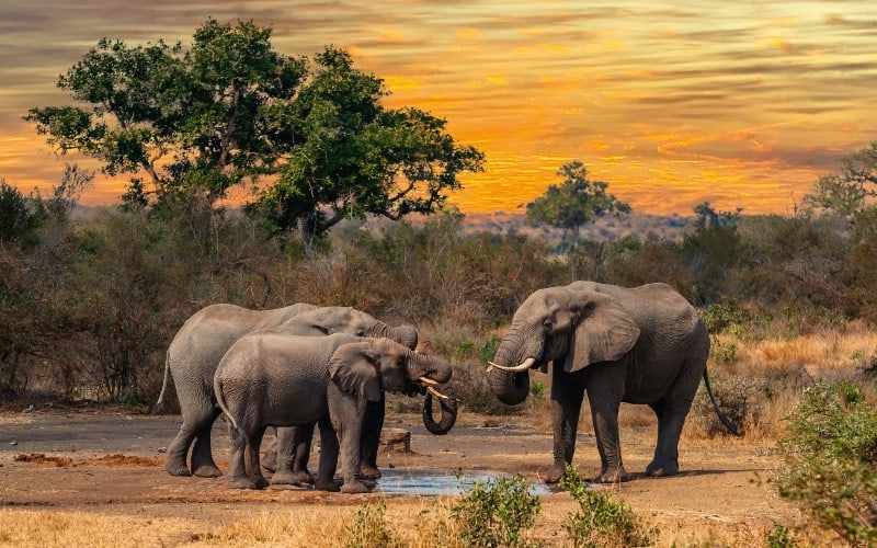 Südafrika - Entlang der legendären Garden Route 1