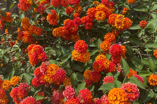 Reisebericht – Zauberhafte Blumenriviera Reisebericht – Zauberhafte Blumenriviera 2