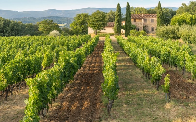 Der Zauber der Provence 4
