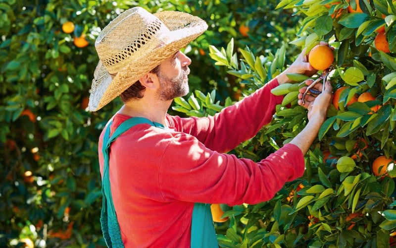 Zu Besuch auf der Orangenplantage