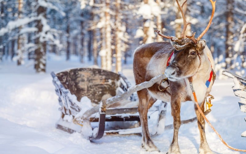 Traditionelle Rentierschlittenfahrt