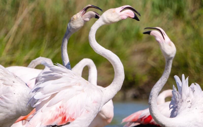 Flussgenuss - Vom Burgund in die Provence 7